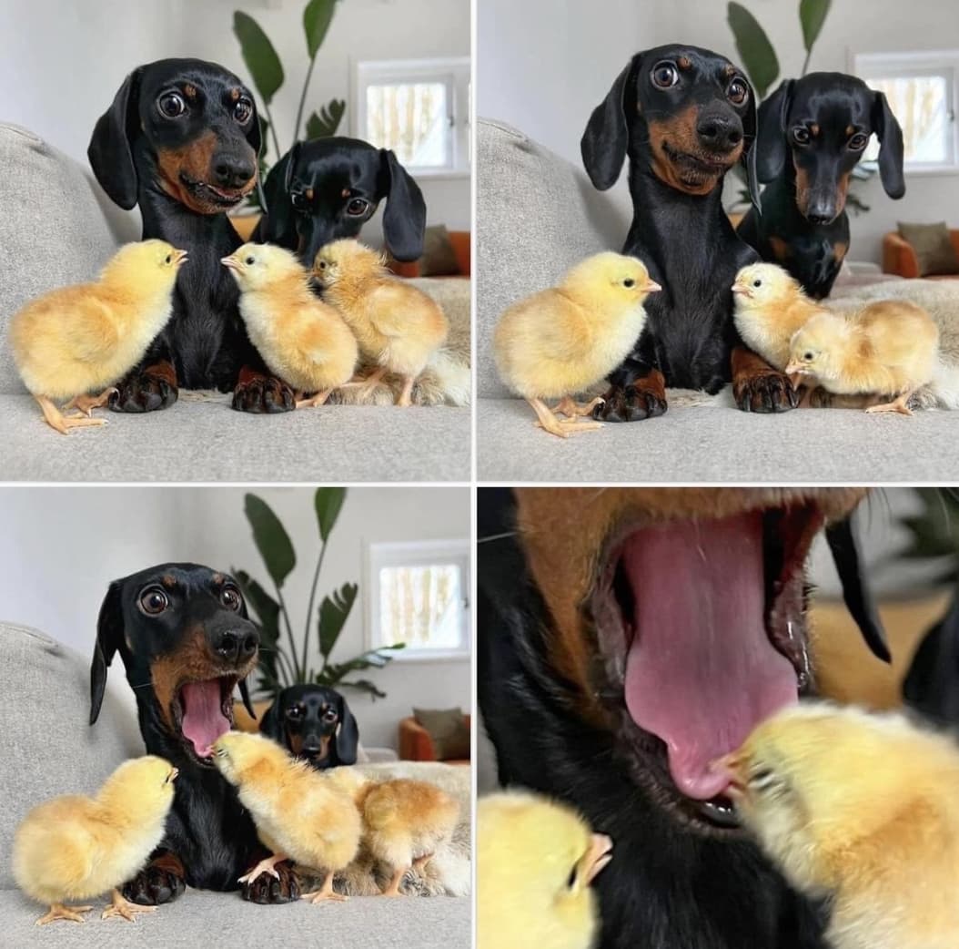 chick bites dachshund tongue